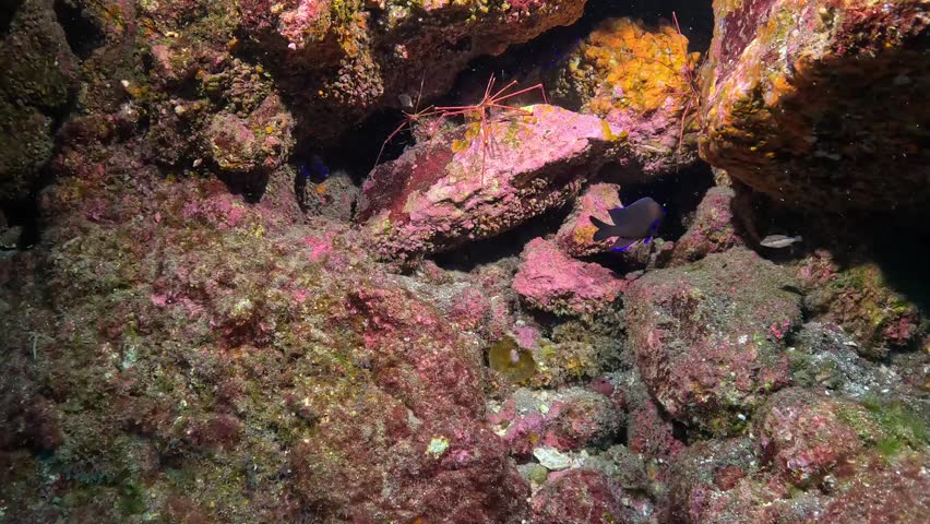 A spider crab (Stenorhynchus seticornis) among the rocks