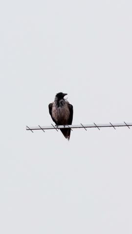 A crow sits on an antenna pole and cleans itself on a cloudy and rainy day.