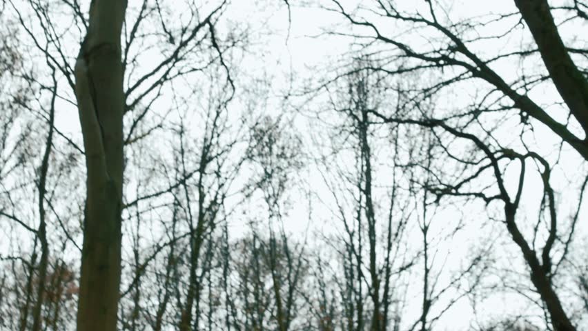 trees in wind in autumn on windy day up view