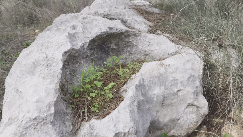 Close-up shot of green plants growing on a large moss-covered rock in a forest. The scene captures the serene beauty of nature, highlighting plant life and natural textures in a peaceful woodland envi	

