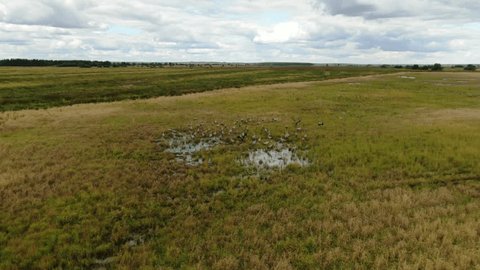 Aerial Drone Following Cranes over Marshy Fields