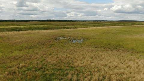 Drone Flight over Autumn Marshland with Cranes
