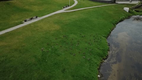 Drone Flying above Riverside Park Birds