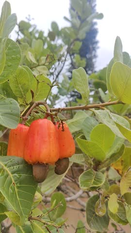 Vertical video showing a small cluster of three ripe cashew fruits hanging on the tree in a natural outdoor setting. A human hand gently reaches in, harvests one cashew, and presents it to the camera, emphasizing freshness, authenticity, and direct contact with nature. The scene represents a healthy lifestyle, organic farming, sustainable agriculture, and mindful food consumption. Ideal for use in content related to agribusiness, organic produce, farm-to-table concepts, healthy living, tropical agriculture, environmental awareness, and natural food production. Suitable for social media, vertical ads, educational content, documentaries, and lifestyle videos focused on nature and sustainability.