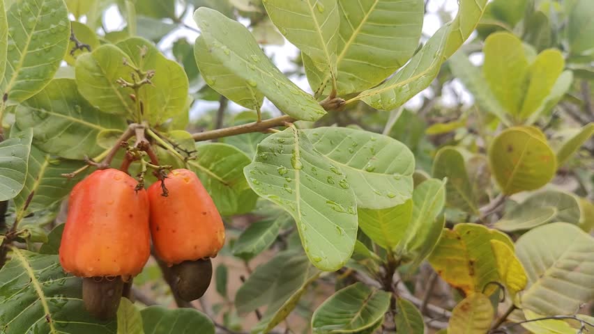 Horizontal close-up video of a small cluster of three cashew fruits on the tree, recorded after recent rain or irrigation, with visible water droplets on the leaves and fruit. The composition is carefully framed using the rule of thirds, placing the cashew cluster on one of the intersecting points for a balanced and professional look. The camera performs a subtle lateral movement while keeping the subject stable within the composition, enhancing depth and visual continuity. The scene conveys freshness, natural growth, sustainable agriculture, and healthy food production. Ideal for use in agribusiness content, organic farming, tropical agriculture, environmental sustainability, fresh produce marketing, educational materials, and lifestyle or documentary-style videos.