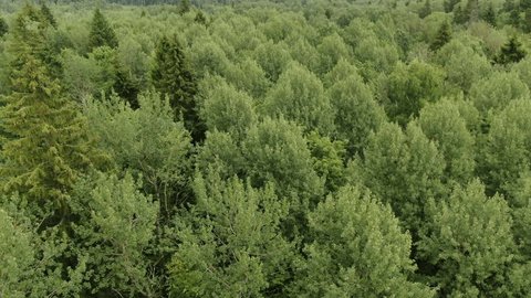 Drone Gliding above Dense Mixed Forest