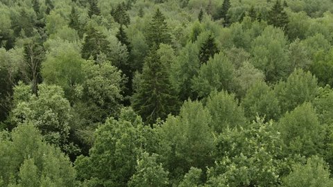 Drone Gliding above Dense Green Woodland