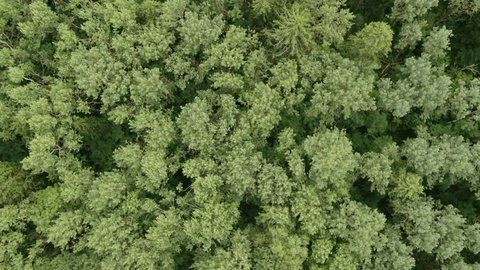 Overhead Forest Texture Revealed by Backward Drone