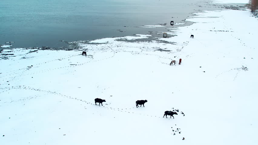 Wide aerial view of horses and cows scattered along a snowy lakeshore beside calm water. Quiet winter landscape showing livestock presence, cold climate, and untouched natural surroundings.