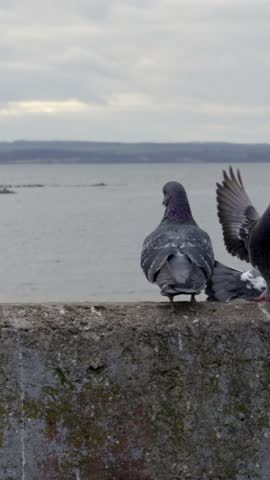 Pigeons land and perch on a rough stone wall overlooking a calm body of water on an overcast day. The static shot captures the moody, cloudy sky and textures of the birds