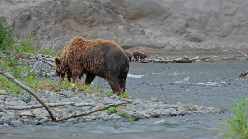 Mother brown bear hunting for salmon fish on river and her cubs waiting, Kamchatka peninsula, Russia