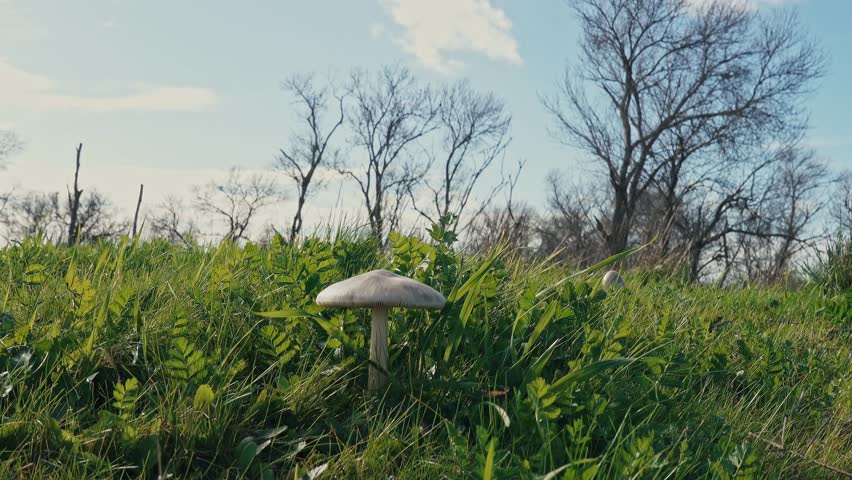 white mushroom stands tall amidst lush green grass and silhouetted winter trees