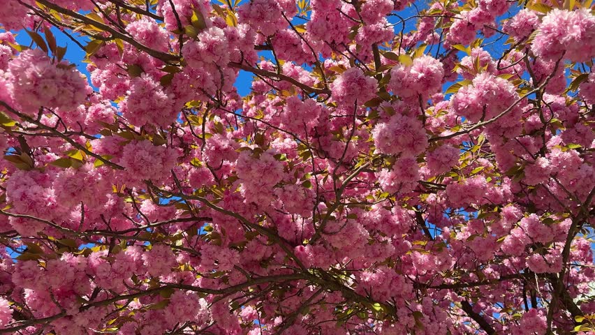 Pink Sakura Cherry Blossoms in Full Spring Bloom