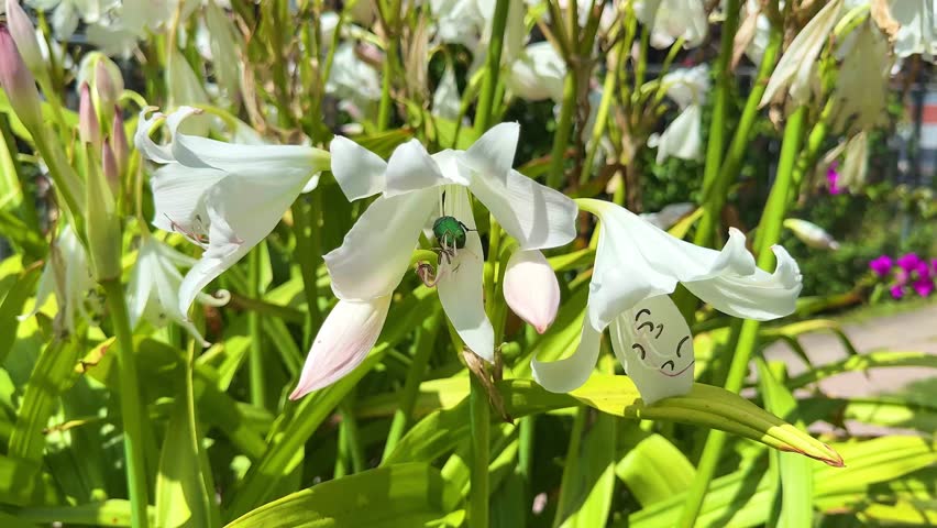 White Lily Flowers (Lilium candidum) with Green Chafer Beetle (Cetonia aurata)