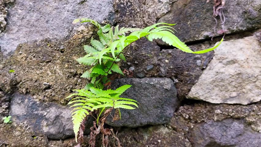 Fresh green leafy ferns growing between the gaps in the retaining walls of randomly arranged natural stones.