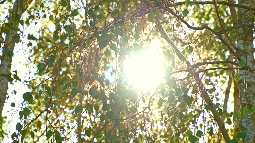 Sunlight filtering through lush green leaves in a serene forest canopy