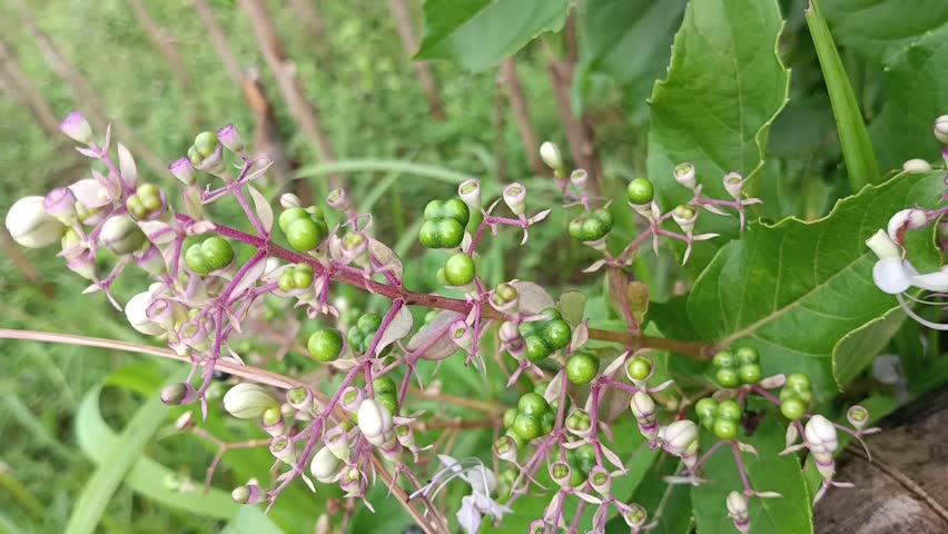 Senggugu (Clerodendrum serratum) is a shrub used to treat respiratory disorders such as phlegmy coughs, asthma, bronchitis, sinusitis, and gargling.