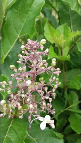 Senggugu (Clerodendrum serratum) is a shrub used to treat respiratory disorders such as phlegmy coughs, asthma, bronchitis, sinusitis, and gargling.
