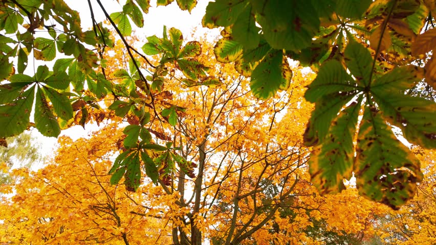 Vibrant autumn foliage transformation captured through timelapse sequence
