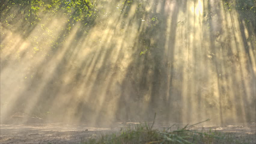 A cowboy riding a horse through dramatic rays of sunlight shining between the trees, creating a cinematic western atmosphere
