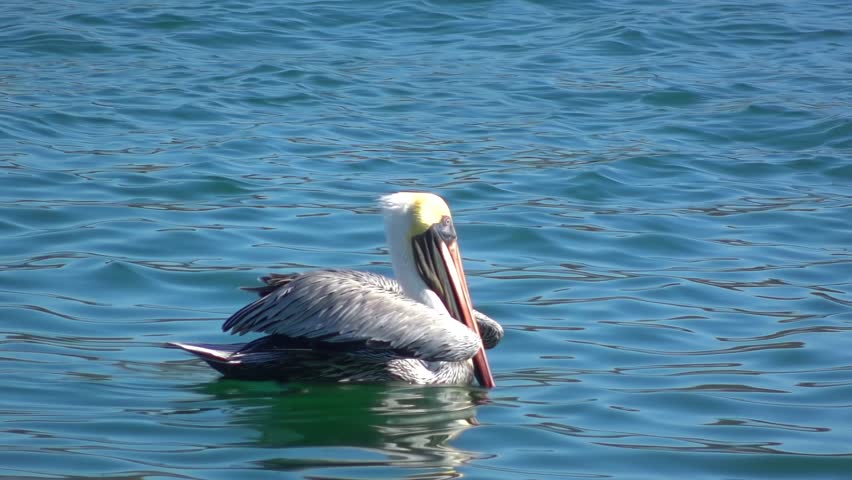 Dynamic side view of a brown pelican flapping its wings to fly away from the blue sea, creating a splash on a sunny day in Mexico.