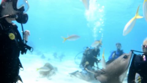 Scuba divers feeding Southern sting rays at Stingray City, Grand Cayman, Cayman Islands. Sting rays fly over camera and around divers.