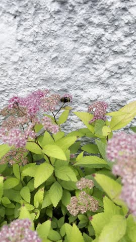 Pollinator insect flying around white spring flower. A small bee or insect circling a delicate white wildflower or fruit tree blossom in the springtime. Natural soft bokeh background.