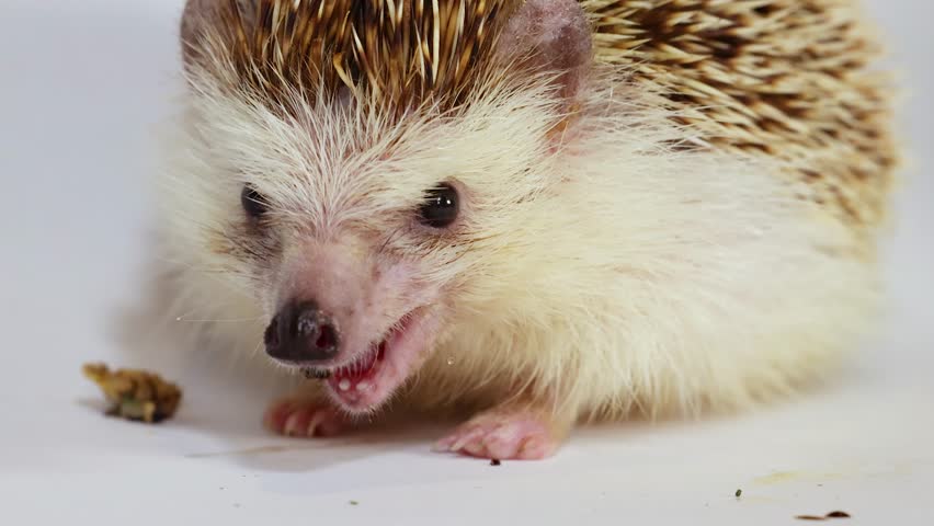 A pet hedgehog chews a mealworm on a white background under bright studio lighting