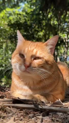 A beautiful ginger cat basking in the warm sunlight amidst the natural outdoor environment