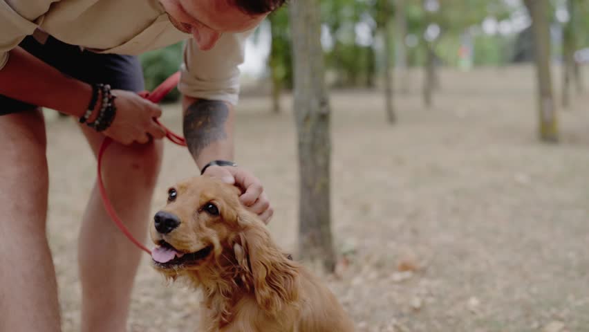 A man enjoys quality time with his Cocker Spaniel dog in a park. They share a special bond, evident in their happy expressions. The dog is on a red leash, enjoying the attention and affection.