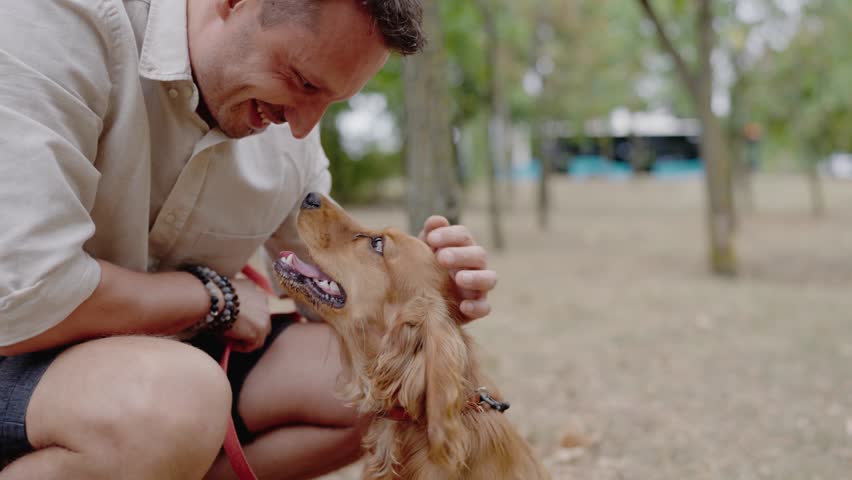 A man enjoys quality time with his Cocker Spaniel dog in a park. They share a special bond, evident in their happy expressions. The dog is on a red leash, enjoying the attention and affection.