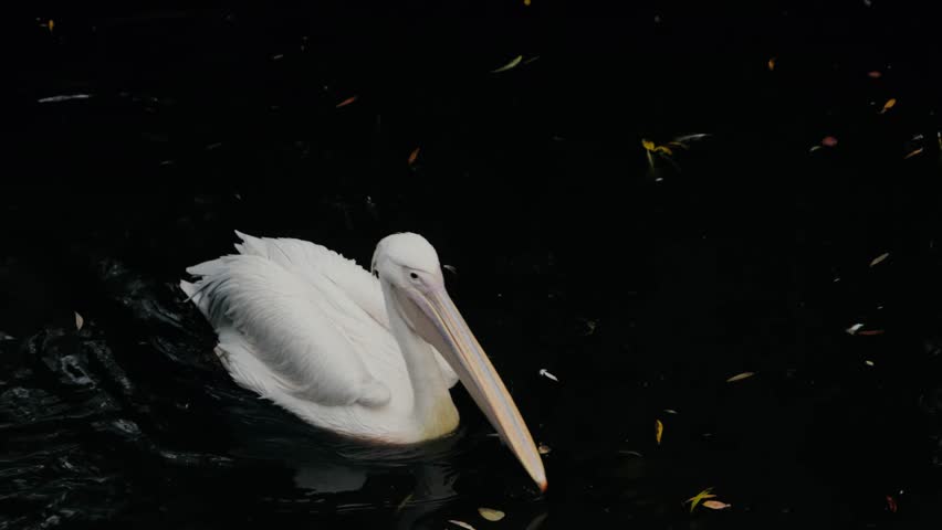 A majestic white pelican glides across dark, still water. Autumn leaves drift on the surface. Its distinctive beak and plumage contrast with the murky depths, creating a serene, yet captivating scene.