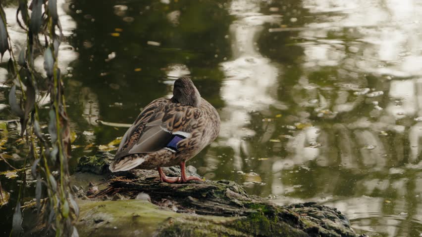 A mallard duck rests by a pond on a sunny day. It stands on a log near the water
