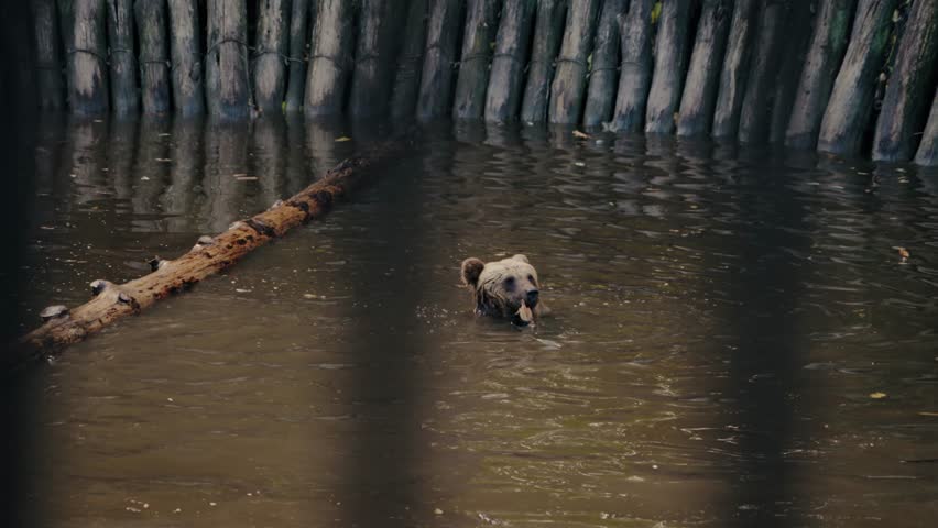 A brown bear swims in a pond at the zoo. The bear is partially submerged, with its head and shoulders above water. Behind the bear, vertical wooden poles form a barrier. A large log floats nearby.