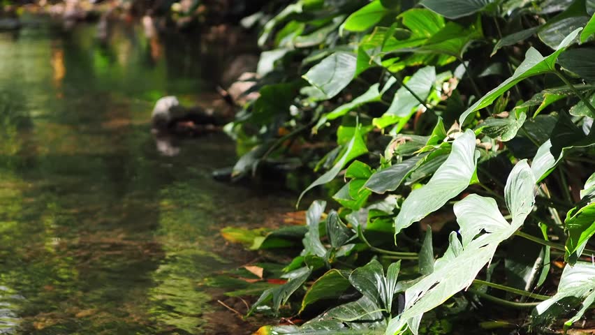 Homalomena taro plants by the flowing stream.