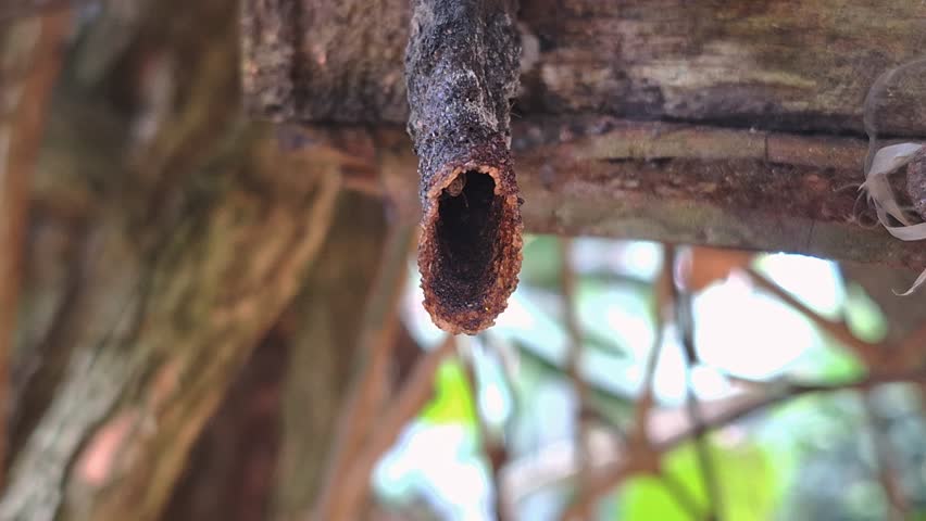 Macro footage of Kelulut (Stingless Bees) flying in and out of their nest tube or hole in a box on tree. The video captures the fascinating activity of these small pollinators as they work around their hive. Perfect for beekeeping content, honey production visuals, and environmental conservation themes.