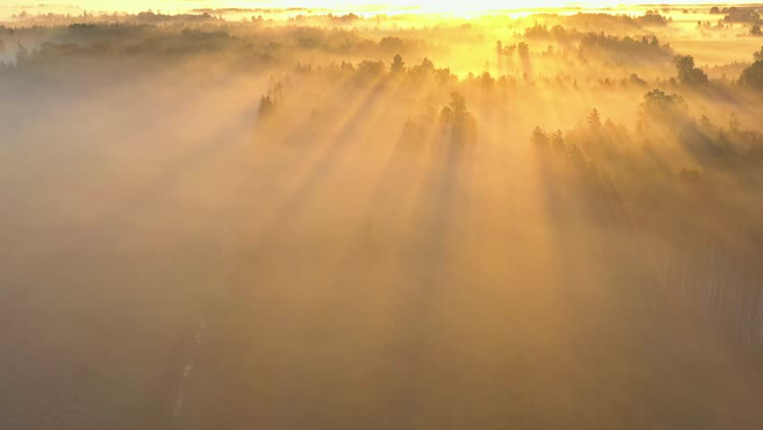 Aerial View of Forest at Foggy Morning