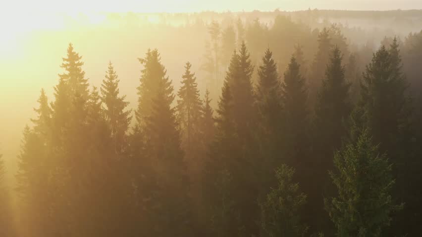 Aerial View of Spruce Trees