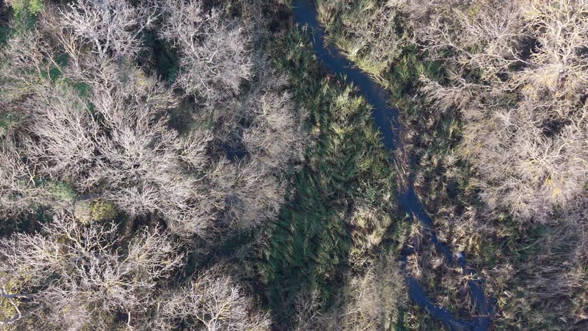 Aerial top-down view of dry autumn forest with leafless trees, textured branches, natural patterns, seasonal transition, quiet wilderness landscape.