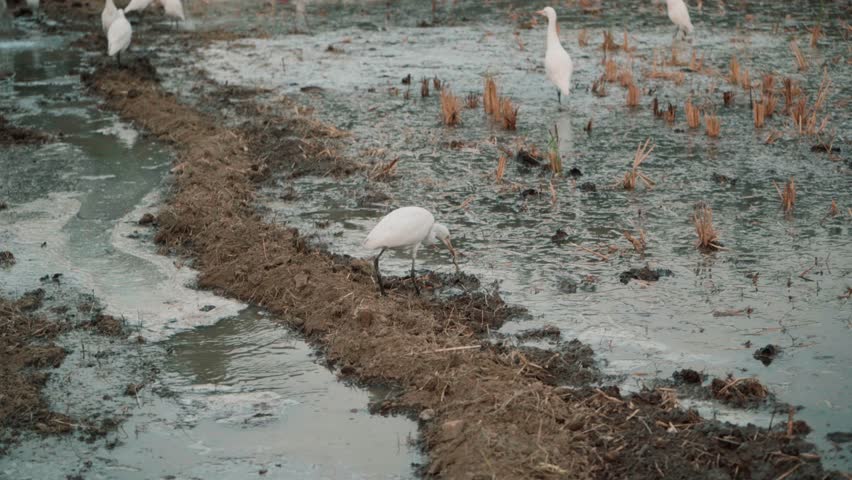 A group of Cattle Egret the white bird seen looking for prey (insects) feeding on farms.
