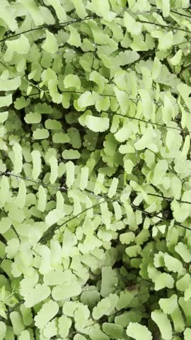 Aidantum the maidenhair fern on a rainy day