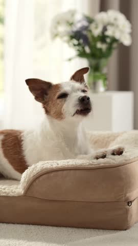 A Jack Russell Terrier sits calmly with paws over edge of a rectangular bed in a bright interior setting.