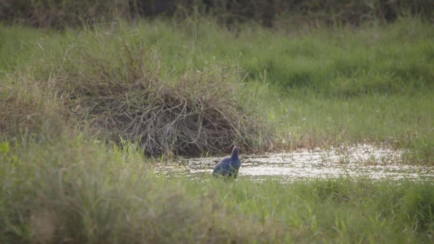 Wide shot of a purple swamphen walking through dense wetland reeds and grasses in a marshy habitat in Chennai, South India.