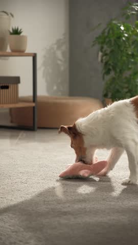 A small dog explores a chew toy on a carpeted floor near a shelf with plants and a dog bed.