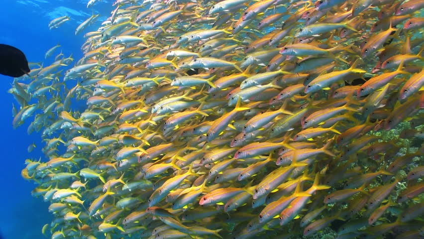 Shoal Of Yellow Fish On Stock Footage Video 100 Royalty Free 3968953 Shutterstock