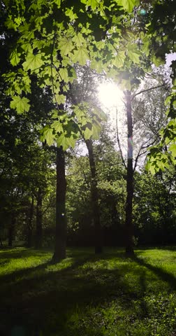 trees in the park in sunny weather, landscape in the park with green foliage of trees and green grass in the daytime, close-up of the green foliage of maples