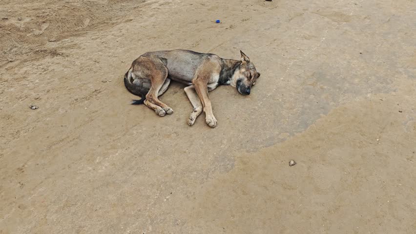 Stray dog sleeping on dusty roadside