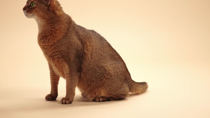 The cat takes a step forward with tail down. It appears mid-stride and watchful.