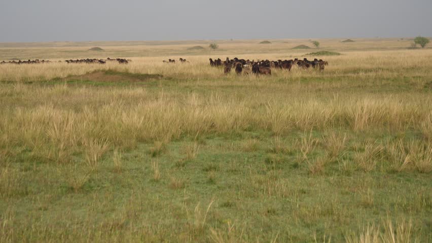 Sheep grazing in the steppe at sunrise, rural countryside, morning light