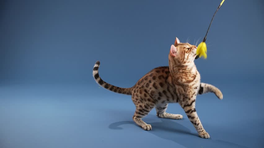 A Bengal walks across a blue backdrop with tail lifted. The cat is mid-stride and slightly turning.